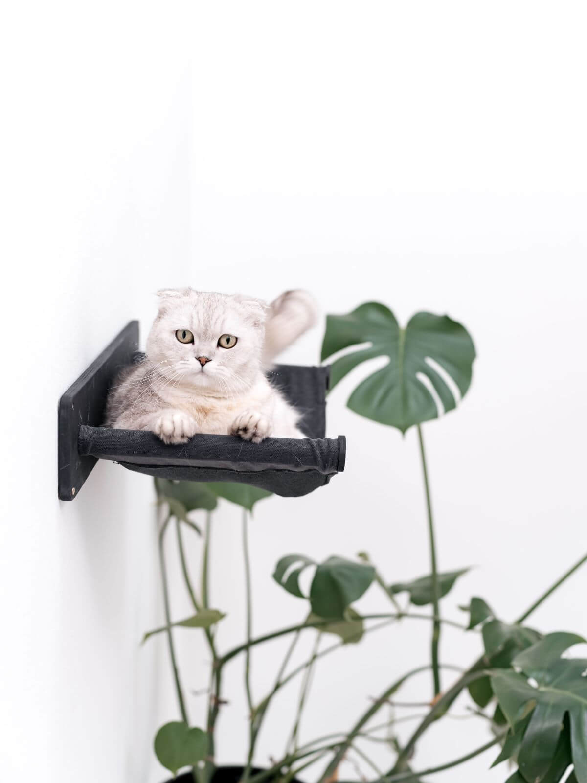 black wooden cat hammock shelf