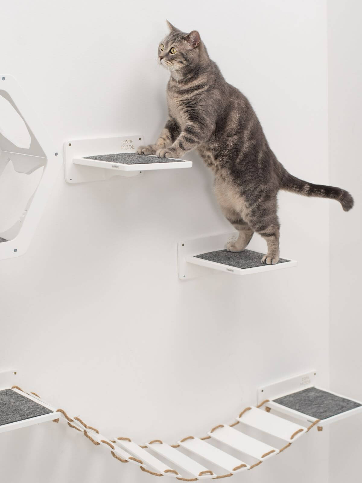 cat steps wall mounted