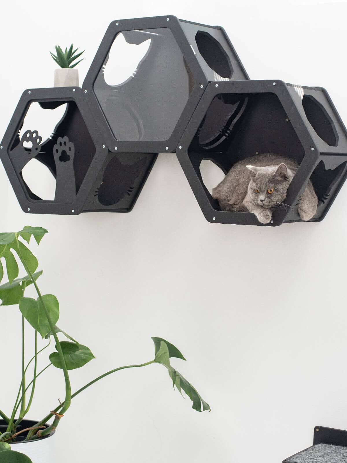 three wall mount cat shelves in black color with cat
