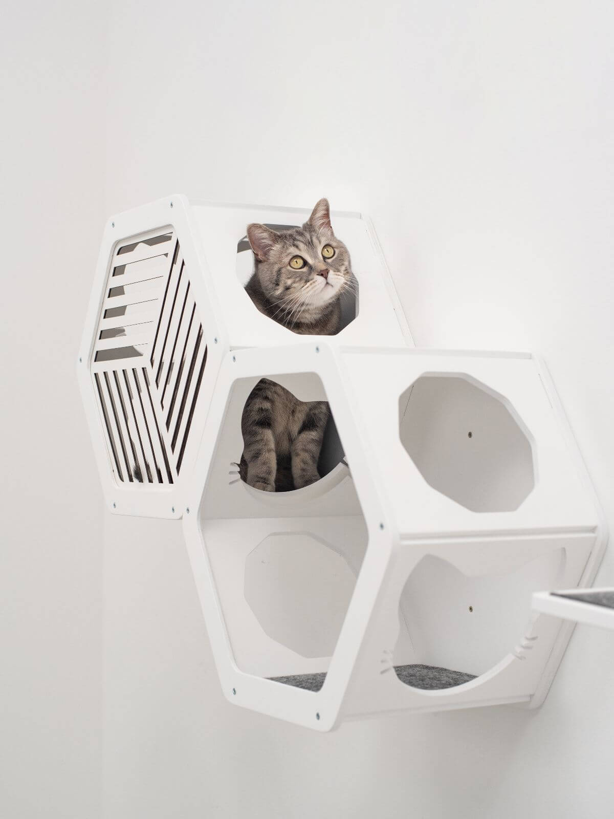 cat climbing wall shelves in white color