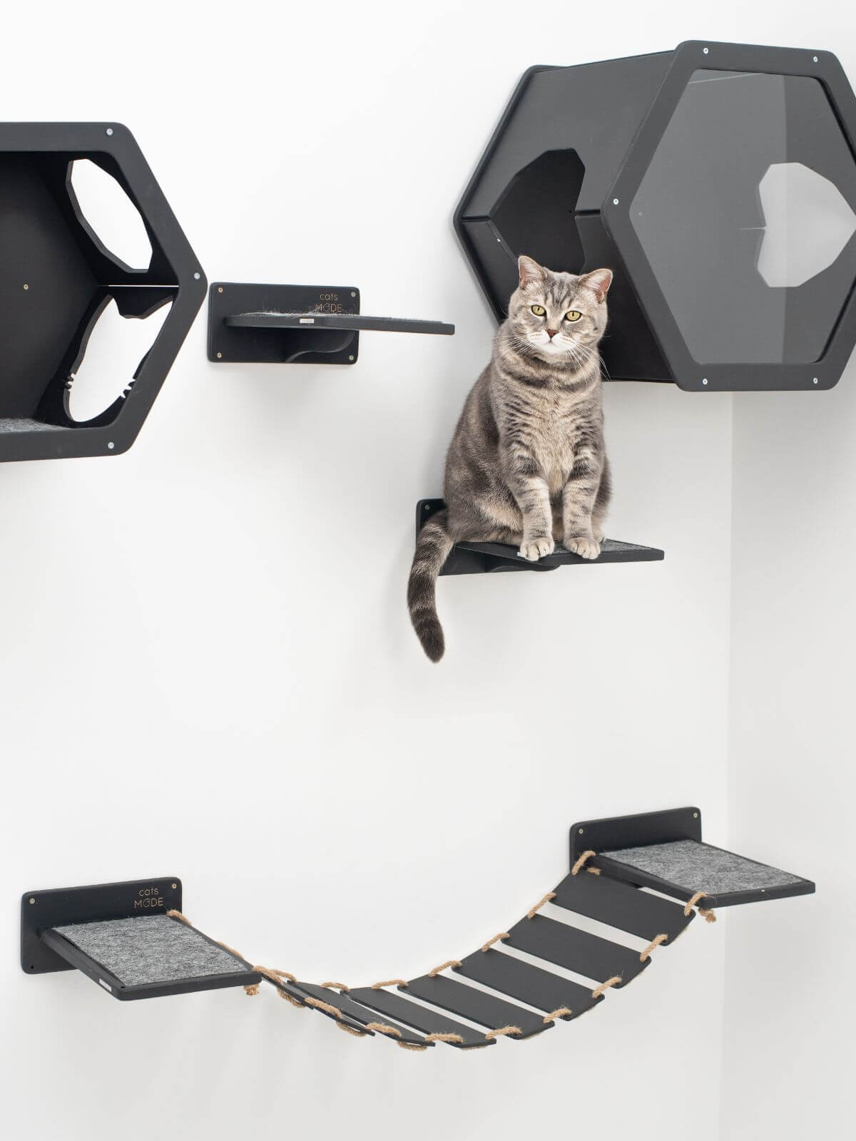 cat feeding stand