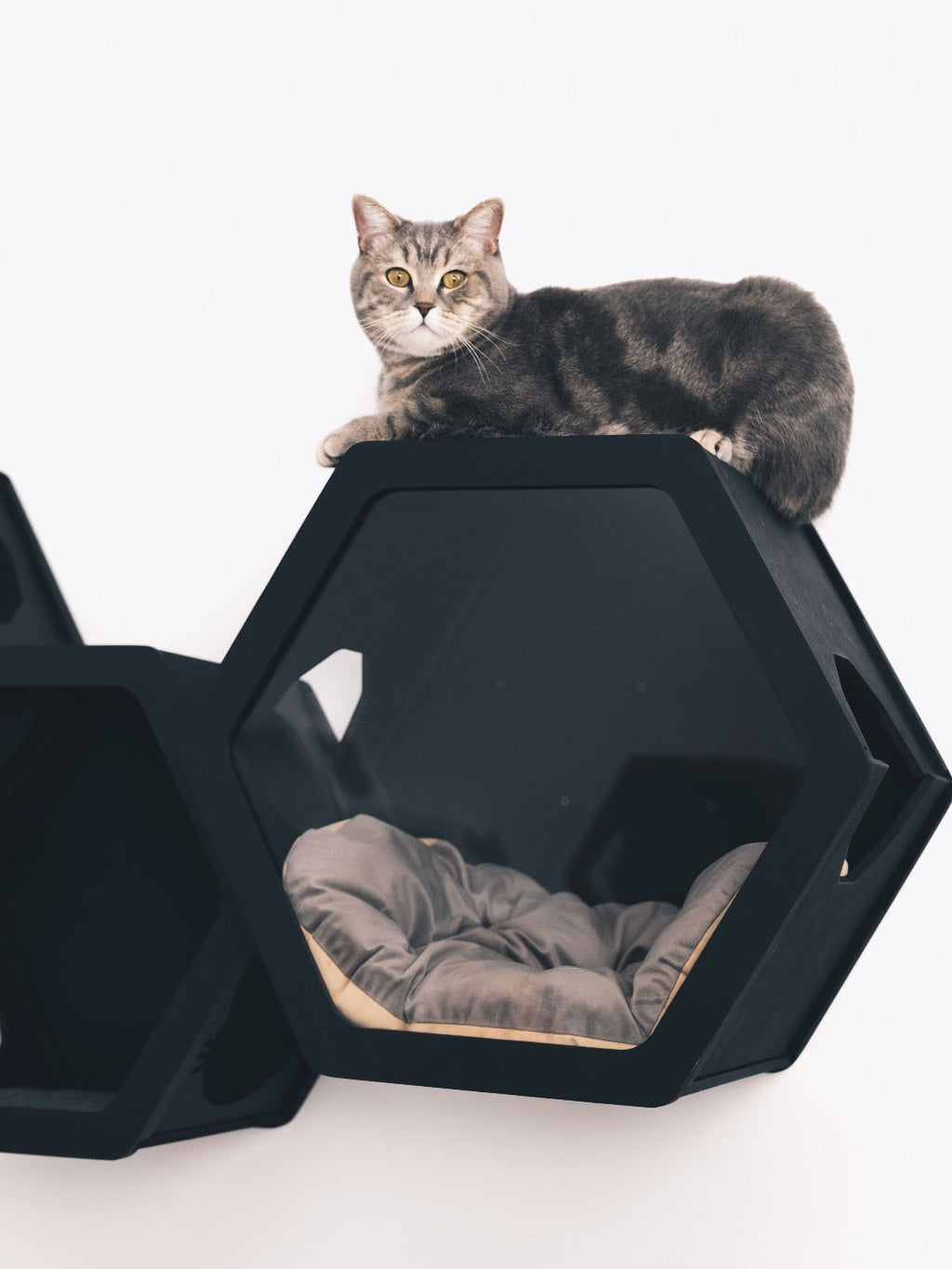Black Mixed Cat Set House - CatsMode