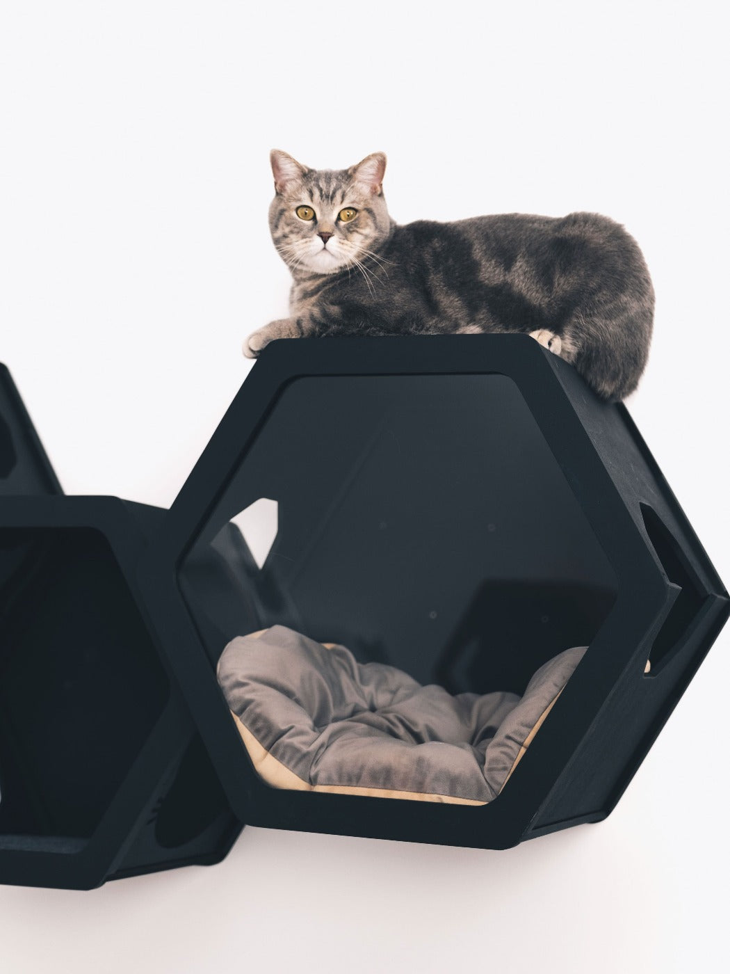 Black Mixed Cat Set House - CatsMode