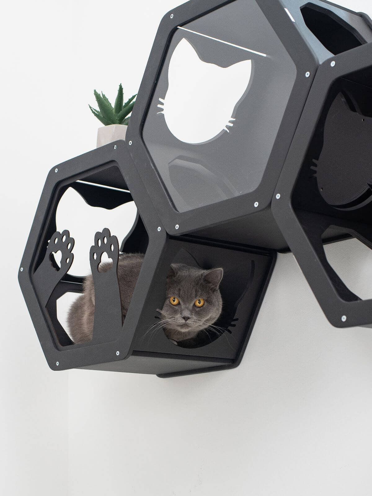 cats frame wooden