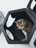 Black Cat Set 2022- CatsMode