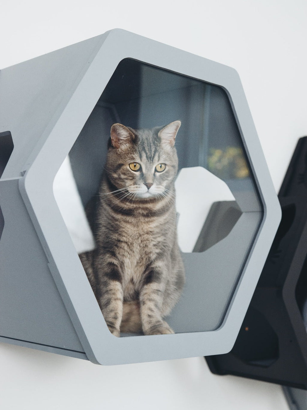 Grey Mixed Cat Set - CatsMode