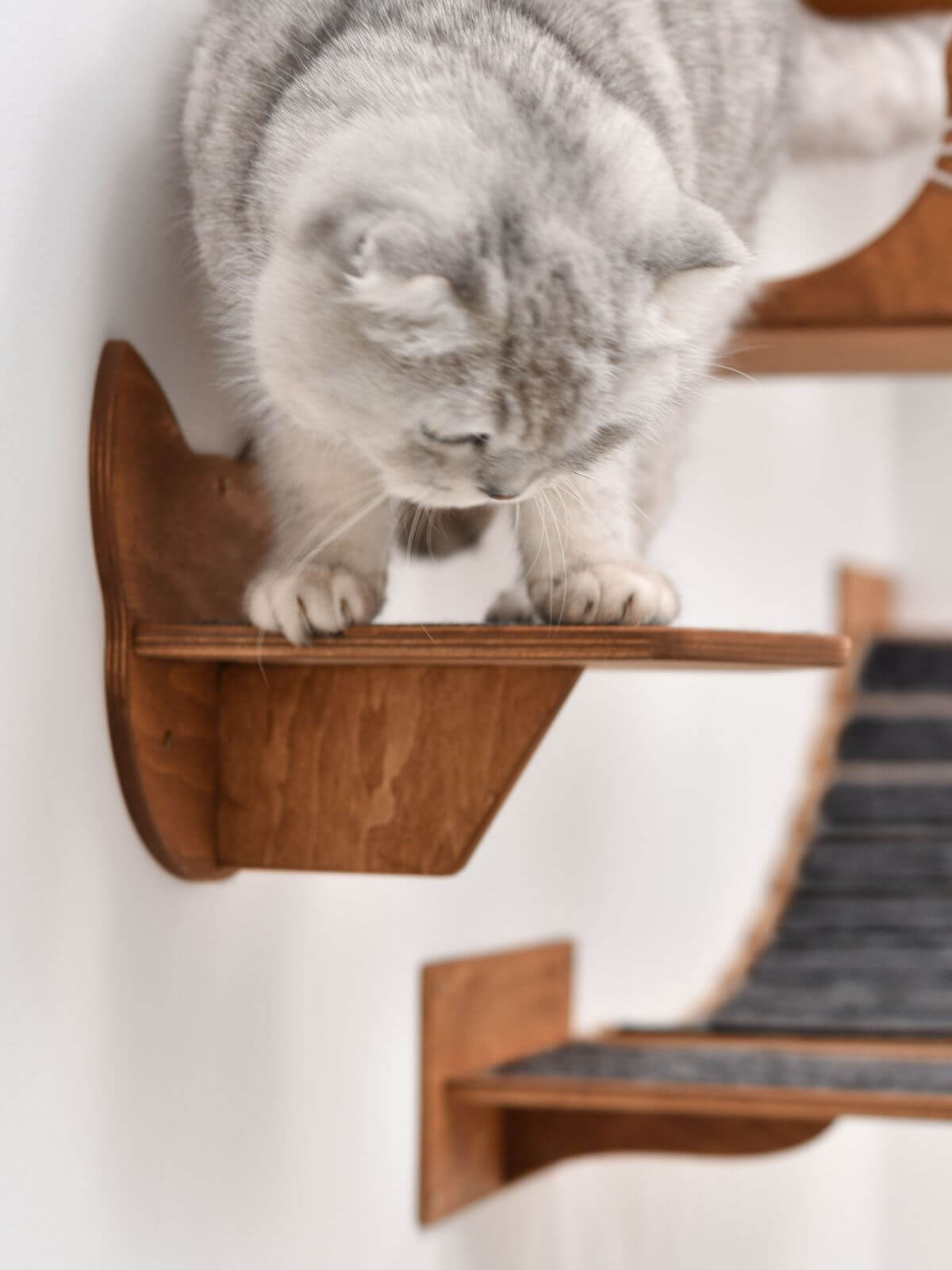 wall mounted cat steps