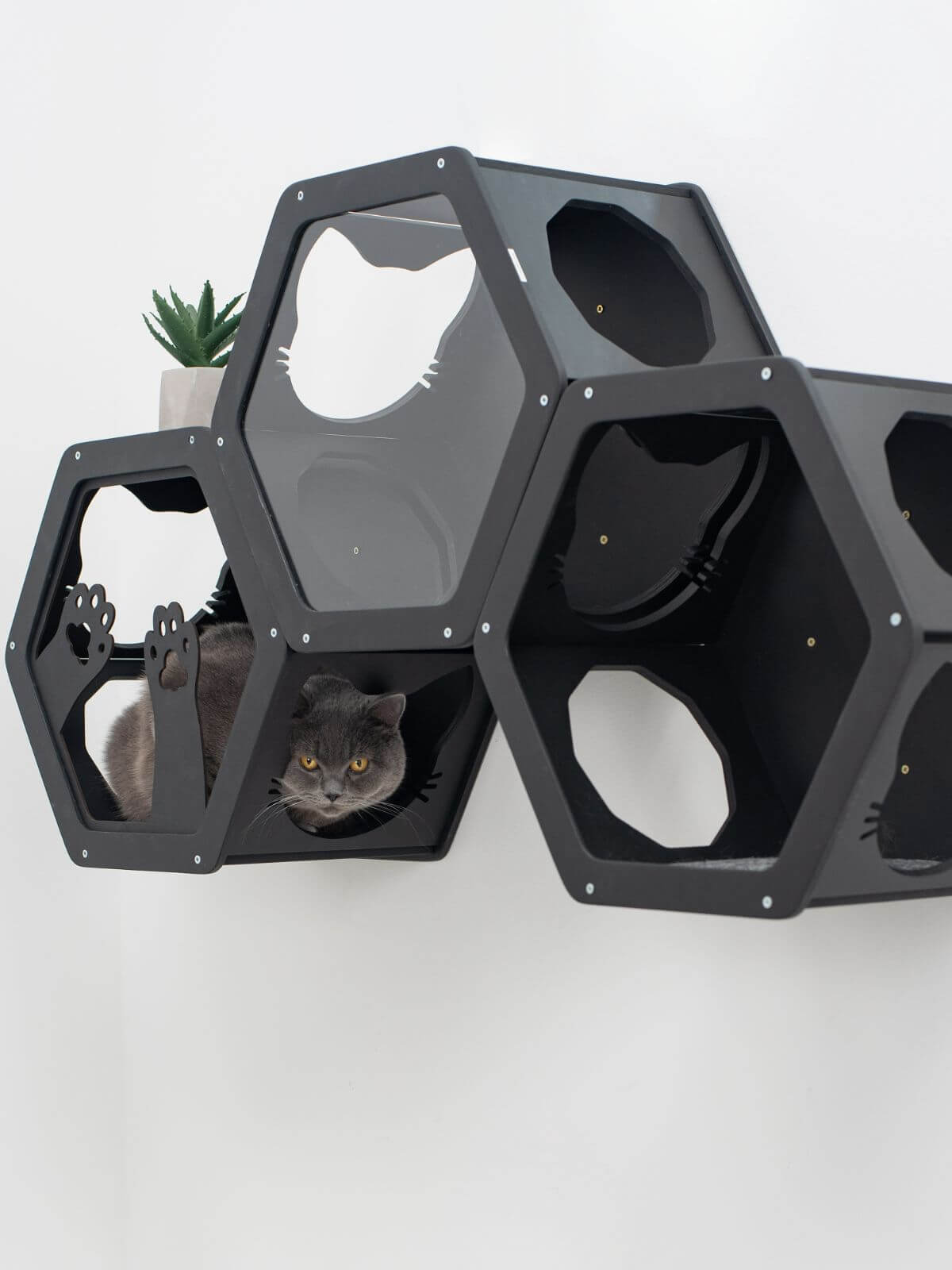 hexagon cat wall shelves in black color