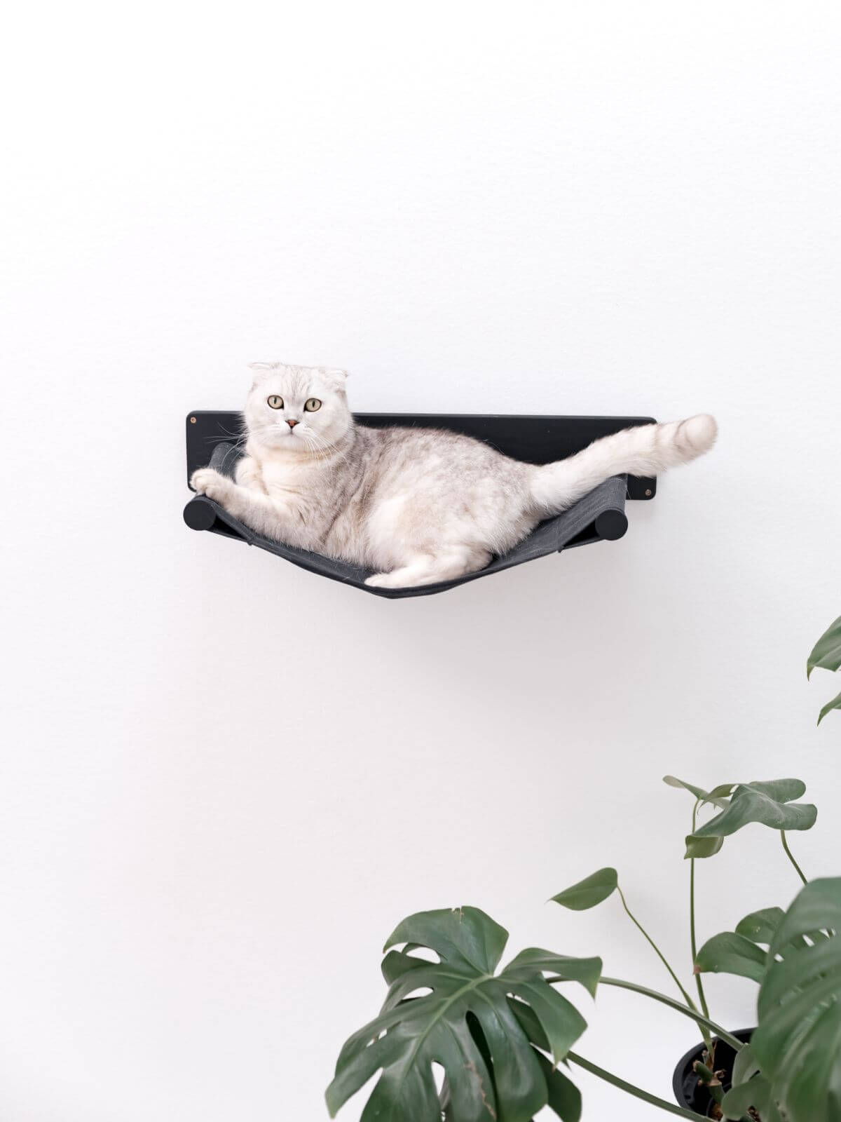 wall mounted cat hammock