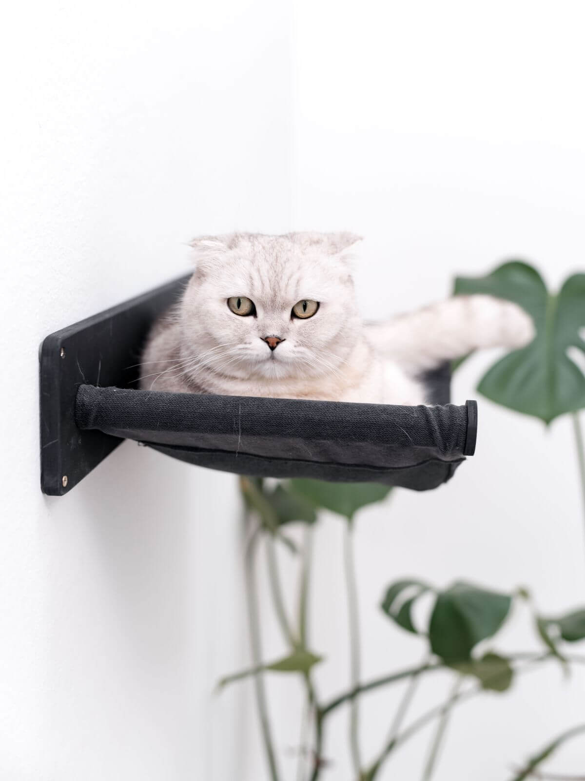 cat wall hammock in black color