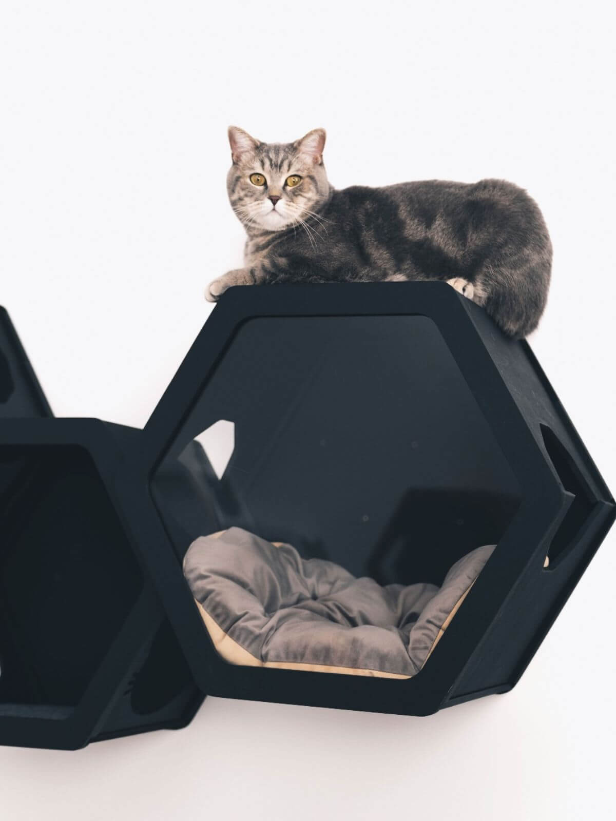 cat cushion pillow placed in black cat wall shelf