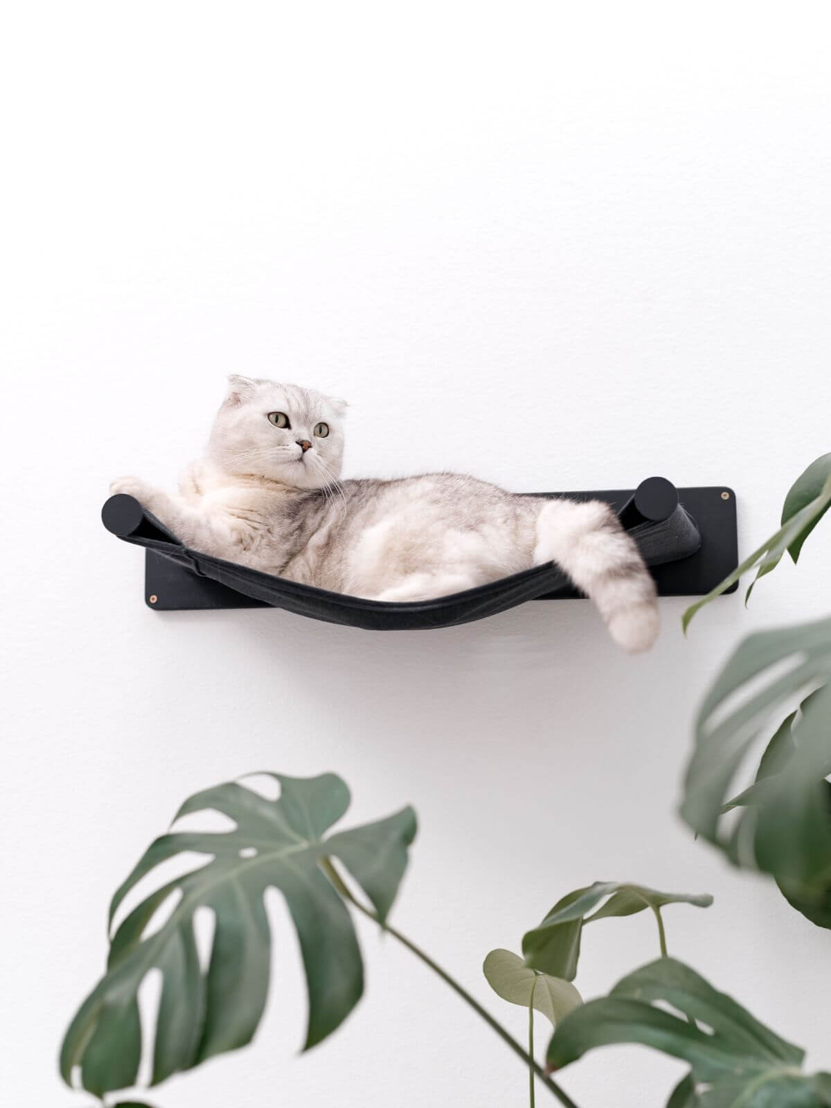 cat shelf hammock personalized with cat's name