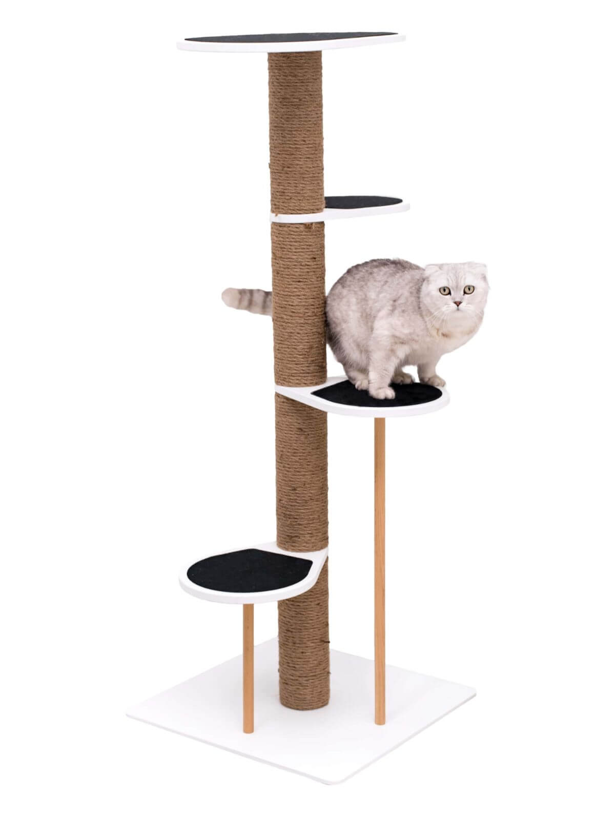 cat climbing tower