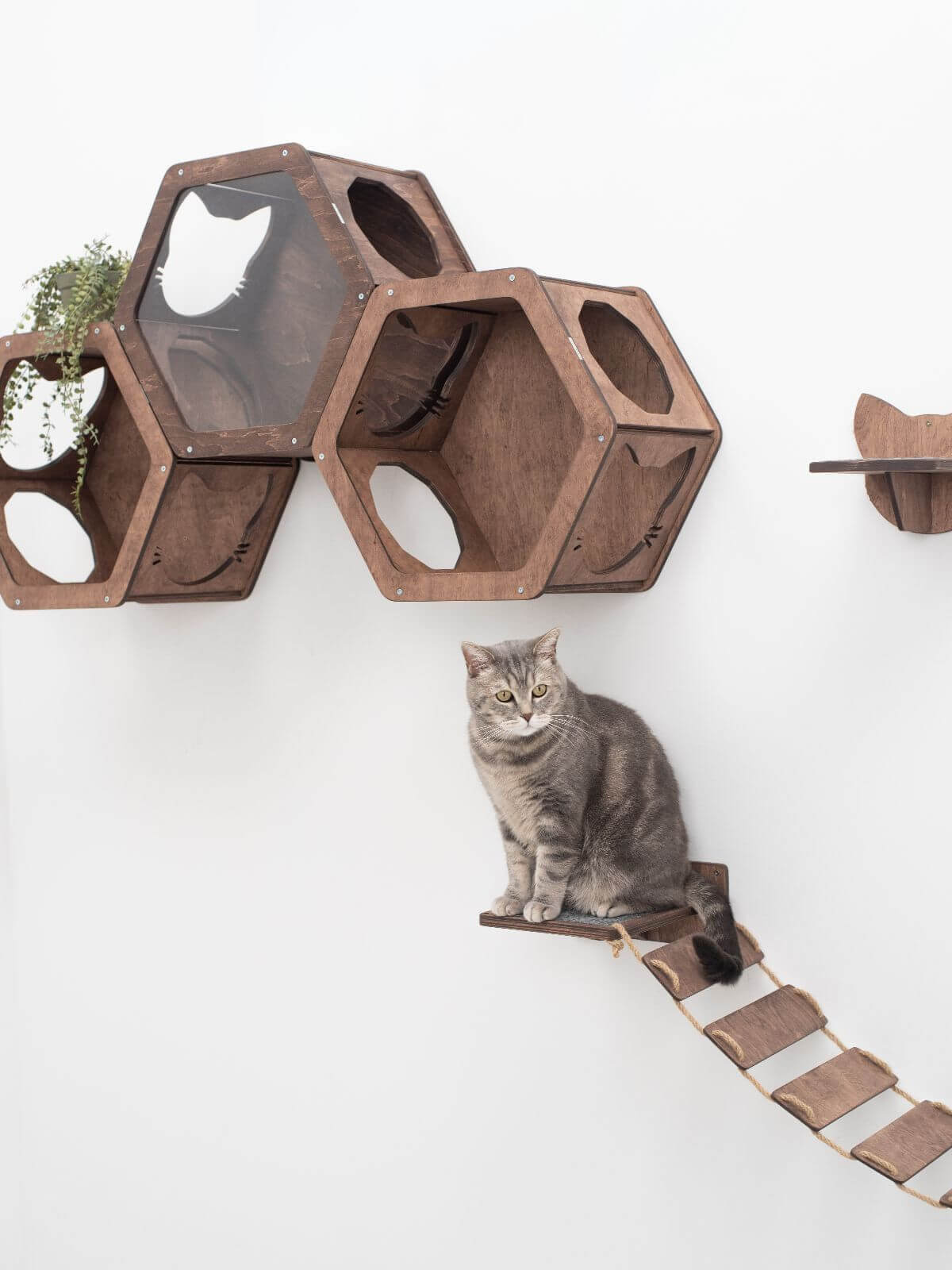cat hexagon shelf for walls