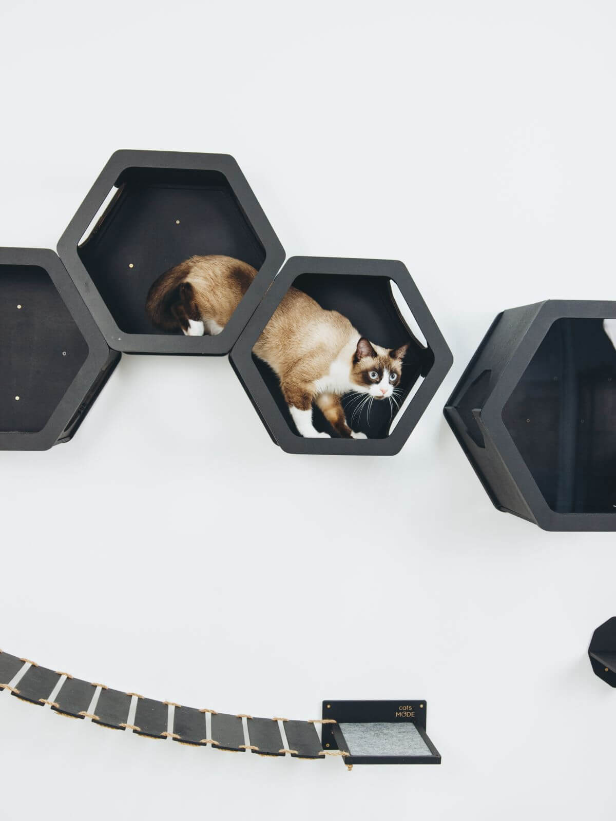 cat shelves hexagon