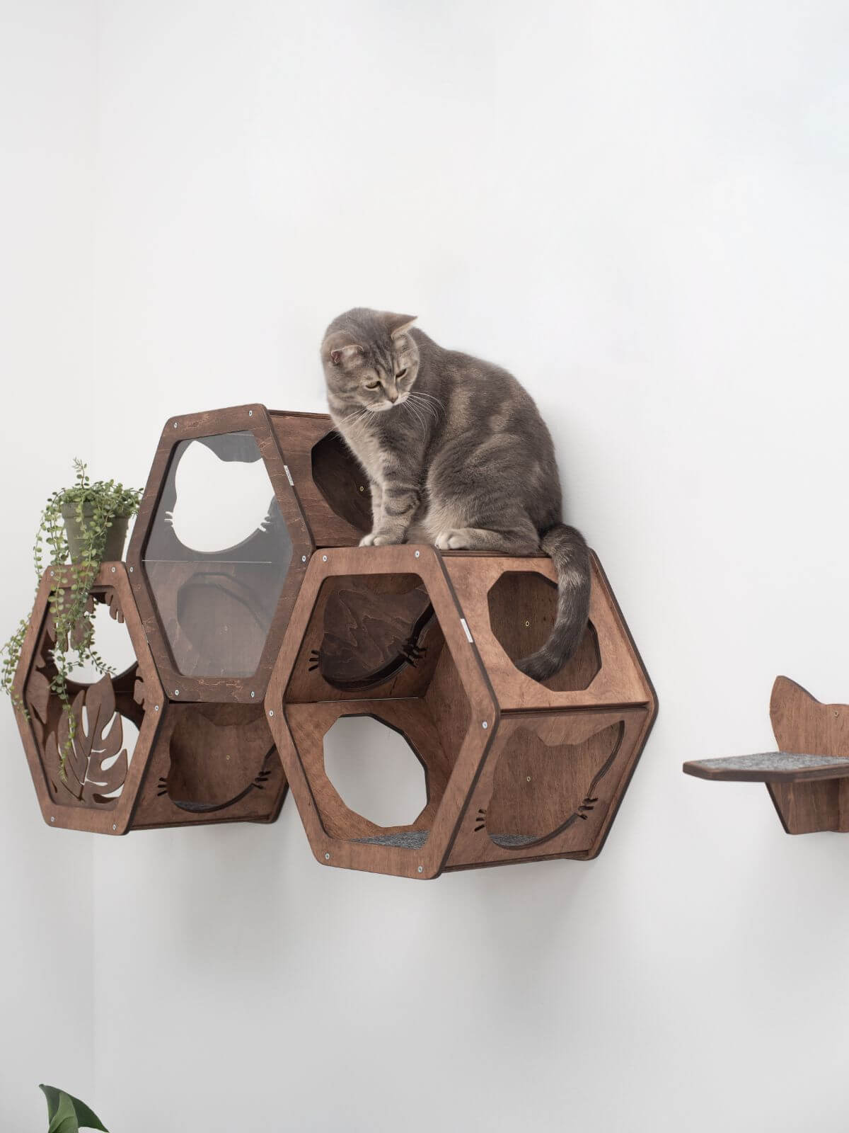 wood cat shelf