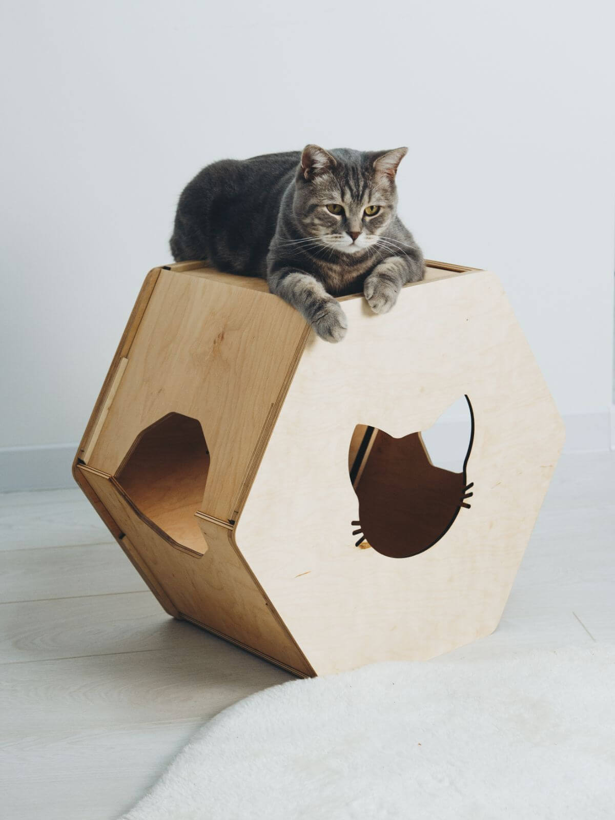 cat wall house