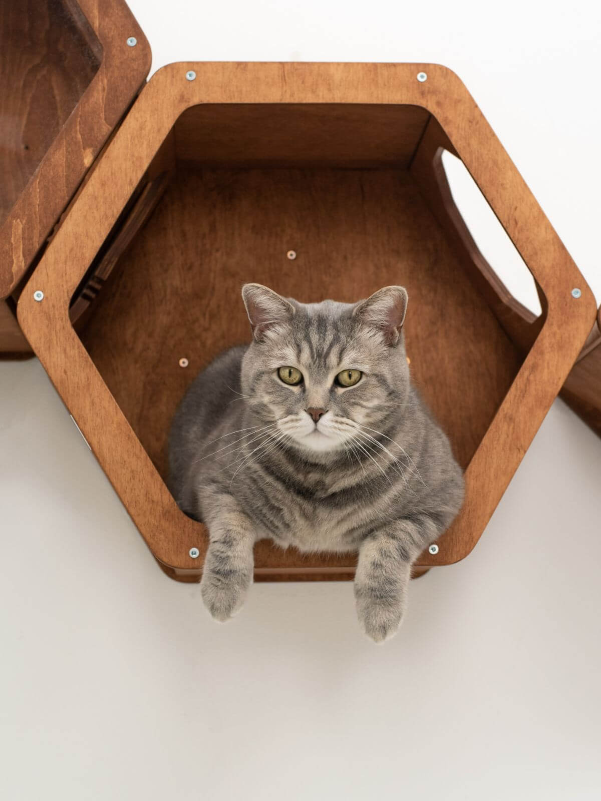 hexagon cat shelves